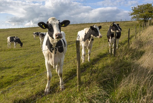 Holstein Friesian cattle calves grazing on chalk grassland at Heddington, Wiltshire, England, UK