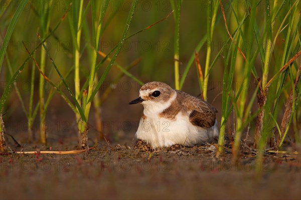 Kentish plover (Charadrius alexandrinus) Female breeding on the ground at the water's edge, Danube Delta Biosphere Reserve, Romania, Europe