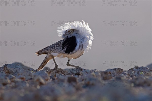 Saharan Houbara Bustard (Chlamydotis undulata fuertaventurae), mating male, Fuerteventura, Spain, Europe