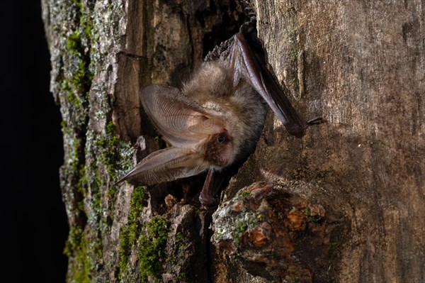 Brown long-eared bat (Plecotus auritus) in a tree hollow, Thuringia, Germany, Europe