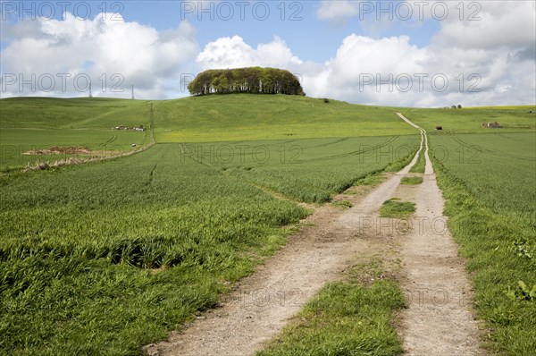 Path leading towards chalk scarp slope at Furze Knoll, Morgan's Hill, Marlborough Downs, Wiltshire, England, UK