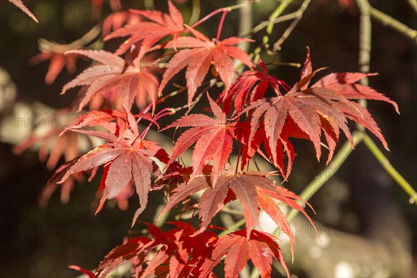 Japanese maple tree in autumn colour, Acer Palmatum, National arboretum, Westonbirt arboretum, Gloucestershire, England, UK 'Matsumurae'