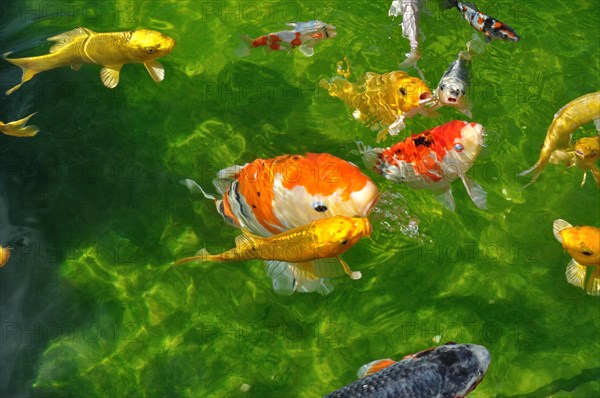 Carpes koi dans un bassin