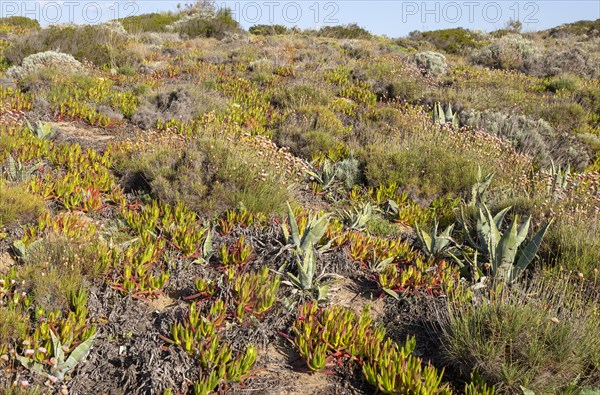 Vegetation Rota Vicentina Fishermen's Trail long distance coast path, Rogil, Algarve, Portugal, Europe