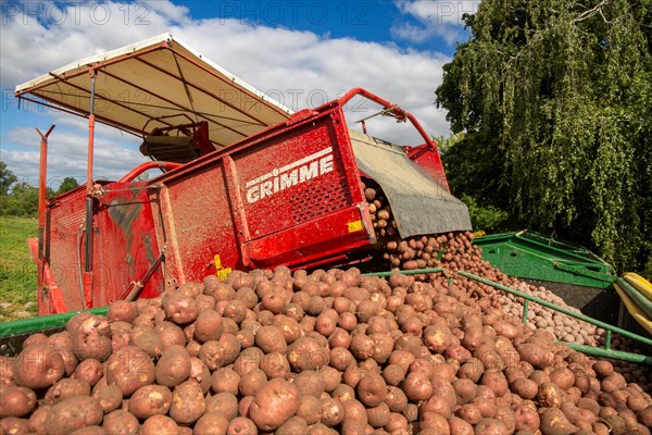 Agriculture harvest of industrial potatoes in the Palatinate. In contrast to table potatoes, these potatoes are processed into crisps, French fries, etc. (Schifferstadt, Germany, 08/07/2022), Europe