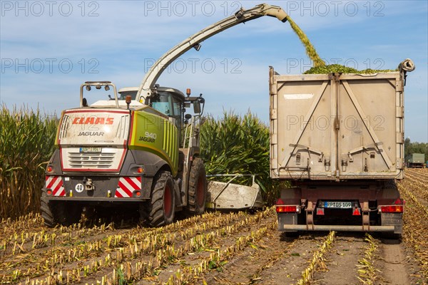 Rhineland-Palatinate, Germany: Maize harvesting (maize chopping) for the Alexanderhof biogas plant in Hochdorf-Assenheim