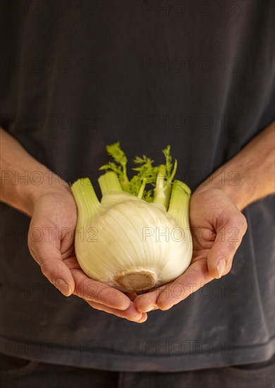 Close up of cupped person's hands holding fennel plant bulb