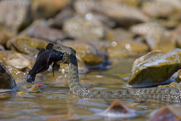 Dice snake (Natrix tessellata) on its way to the shore with preyed round goby (Neogobius melanostomus), Danube Delta Biosphere Reserve, Romania, Europe