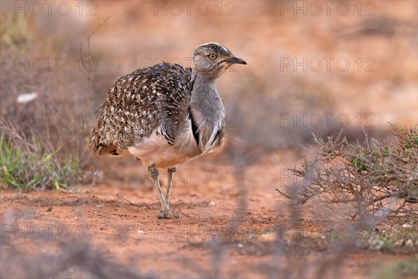 Saharan Houbara Bustard (Chlamydotis undulata fuertaventurae), Fuerteventura, Spain, Europe