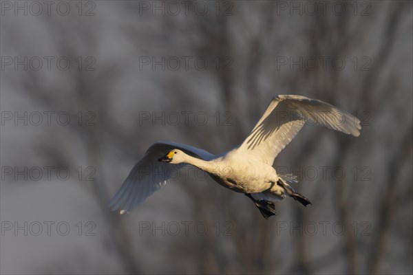 Tundra Swan, Texel, Netherlands