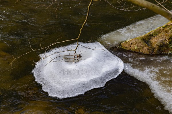 Severe frost has formed bizarre ice formations in the riverbed of the Gottleuba, Bergieshuebel, Saxony, Germany, Europe