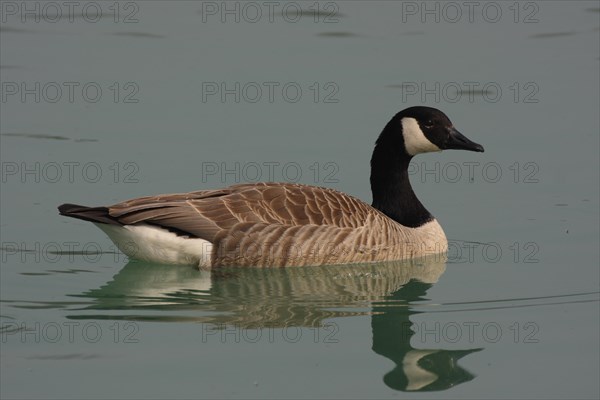 Canada goose (Branta canadensis), swimming, reflection in water, distortion, distorted, mirror image, Raunheim, Hesse, Germany, Europe
