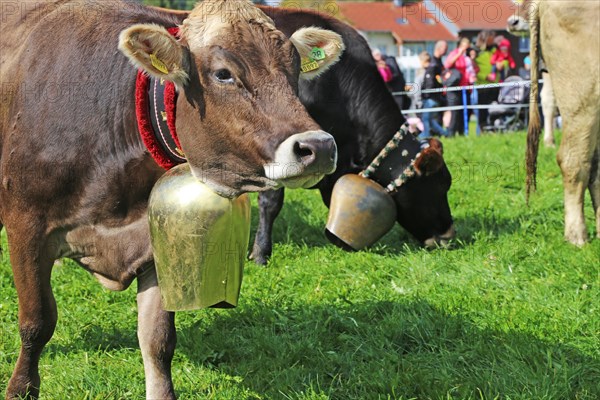 Traditional cattle drive or cattle seperation . As here in the Allgaeu, the cattle are driven down into the valley after about a hundred days in the Alps (or mountain pastures) (Memhoelz district of Hupprechts, Allgaeu)