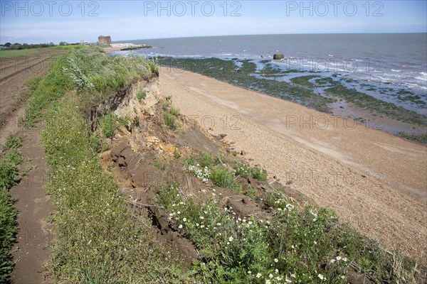 Mass movement collapse of soft cliffs due to coastal erosion at East Lane, Bawdsey, Suffolk, England, UK