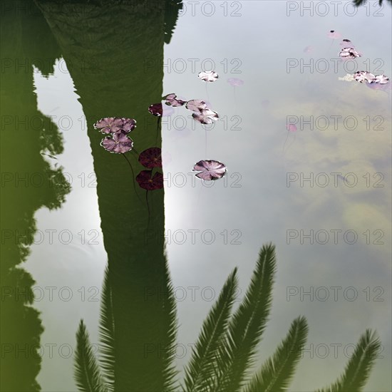 Water lily leaves on a pond, shadow cast by a palm tree, symbolising silence, contemplation, serenity, Alhambra Gardens, Granada, Spain, Europe
