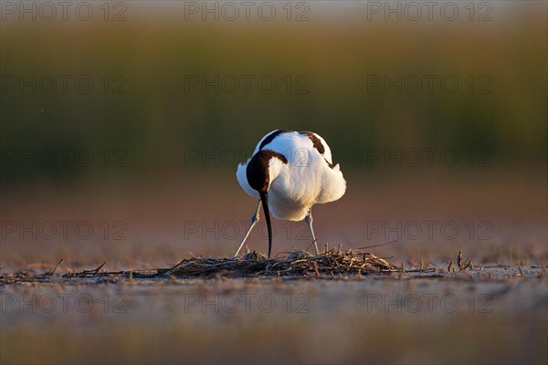 Black-capped avocet (Recurvirostra avosetta) Old bird over clutch, Danube Delta Biosphere Reserve, Romania, Europe