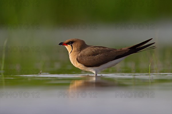 Collared pratincole (Glareola pratincola), Danube Delta Biosphere Reserve, Romania, Europe