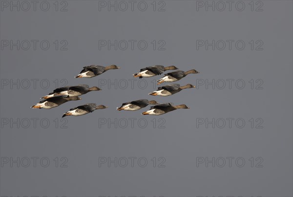 Bean goose (Anser fabalis), Texel, Netherlands