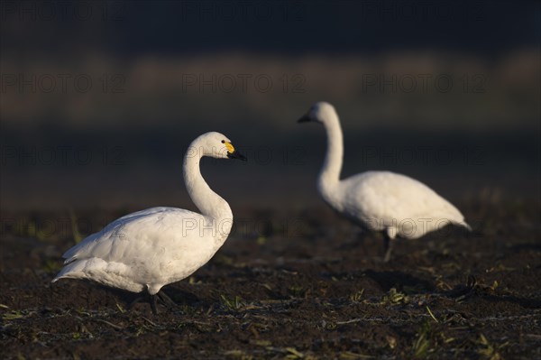 Tundra Swan, Texel, Netherlands