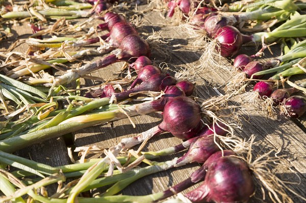 Lines of red onions drying on wooden table, Suffolk, UK