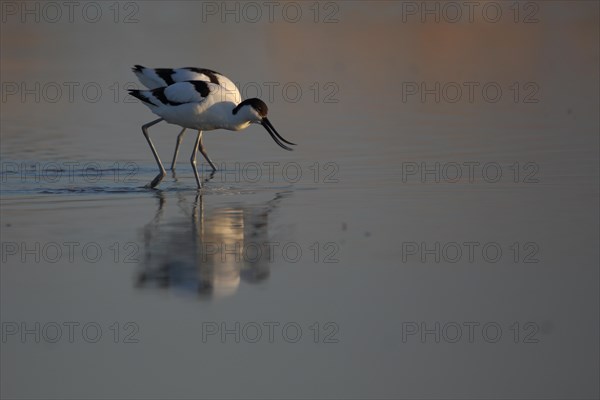 Two black-capped avocet (Recurvirostra avosetta), water, running, beak, hidden, Illmitz, Seewinkel, Lake Neusiedl, Burgenland, Austria, Europe