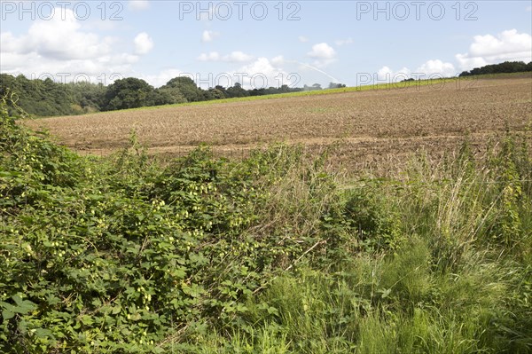 Field of withered brown potatoes with water irrigation sprayer in background, Shottisham, Suffolk, England, UK