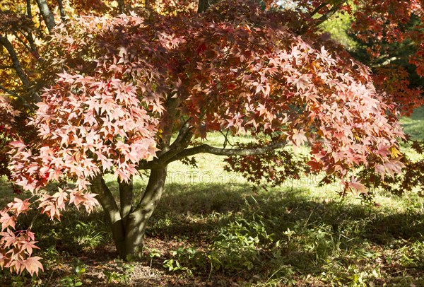Japanese maple tree in autumn colour, Acer Palmatum, National arboretum, Westonbirt arboretum, Gloucestershire, England, UK 'Osakazuki'