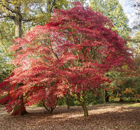Japanese maple trees in autumn colour, Acer Palmatum, National arboretum, Westonbirt arboretum, Gloucestershire, England, UK
