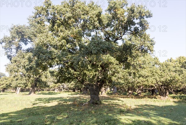 Ancient broad leaf oak woodland once a medieval deer park, The Thicks, Staverton forest, Suffolk, England, United Kingdom, Europe