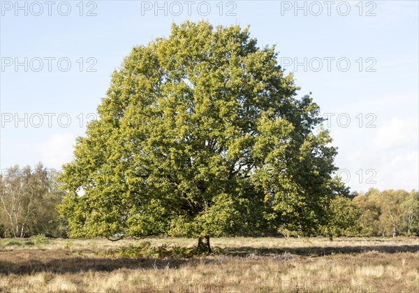 Single oak tree, quercus robur, standing in Suffolk Sandlings heathland, Sutton, Suffolk, England, UK