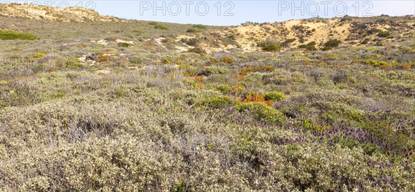 Vegetation Rota Vicentina Fishermen's Trail long distance coast path, Zambujeira do Mar, Alentejo Littoral, Portugal, Europe