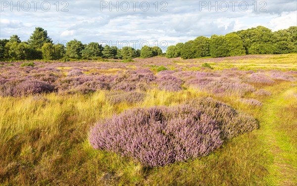 Heathland vegetation with heather in flower, Calluna vulgaris, Sutton Heath, Shottisham, Suffolk, England, UK