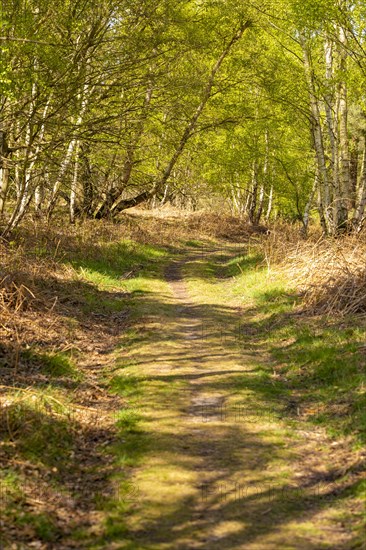 Tunnel pathway of green formed by tree branches and leaves, Sutton, Suffolk, England, UK