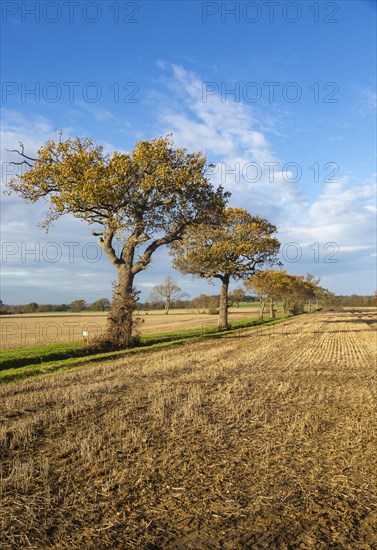 Oak trees, Quercus Robur, autumn leaf blue sky Suffolk Sandlings AONB, England, UK