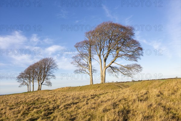 Common beech trees, Fagus sylvatica, winter Oliver's Castle, Roundway Down, Wiltshire, England, UK