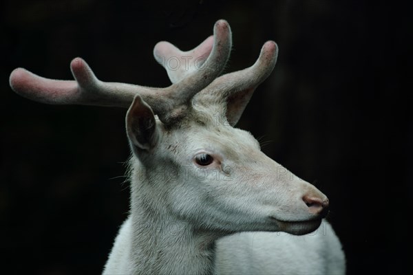 Portrait of white red deer (Cervus elaphus), antlers, male, white, head, captive