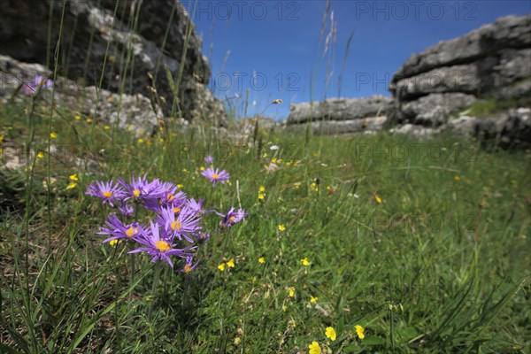 European michaelmas daisy (Aster amellus) in grass meadow with rock formations, blurred, surroundings, Chaos de Nimes le Vieux, Causse Mejean, Cevennes, Massif Central, France, Europe