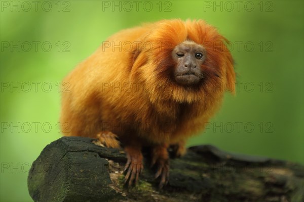 Golden lion tamarin (Leontopithecus rosalia), adult, one, eye, closed, defect, closed, captive