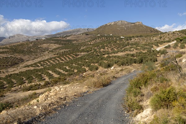 Landscape of olive trees and limestone mountains view from Zalia, La Axarquia, Andalusia, Spain, Europe