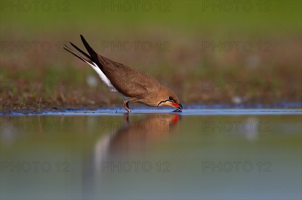 Collared pratincole (Glareola pratincola) drinking water, Danube Delta Biosphere Reserve, Romania, Europe