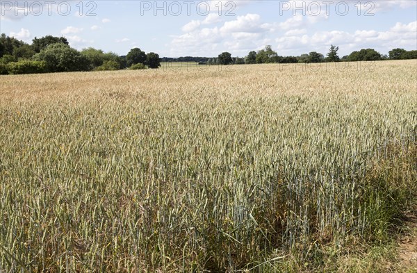 Wheat field rolling countryside summer landscape, Sutton, Suffolk, England, UK
