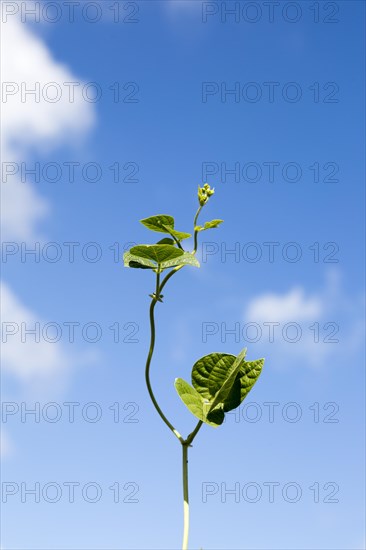 Unsupported single bean plant shoot growing climbing into blue sky