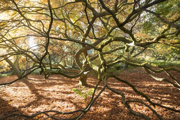 Japanese maple tree in autumn colour, Acer Palmatum, National arboretum, Westonbirt arboretum, Gloucestershire, England, UK