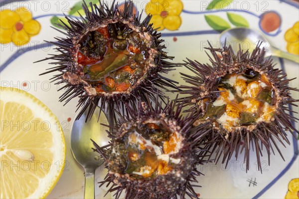 Sea Urchin, Paracentrotus lividus, prepared for eating with half a lemon on a plate, Atlantic Coast, Rogil, Algarve, Portugal, southern Europe, Europe
