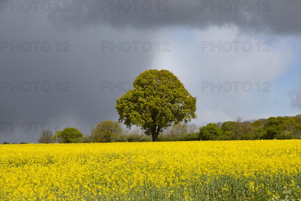 Dark rain clouds passing sunlit field of yellow oil seed rape with one oak tree standing, Suffolk, England, UK