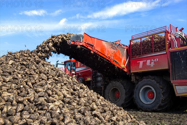 Sugar beet harvest in the Palatinate: The large mountains full of sugar beet at the edge of the field can be seen everywhere in autumn. A few days after the harvest, these sugar beets are loaded into the trailer of a lorry by a beet mouse and driven to the sugar beet factory in Offstein