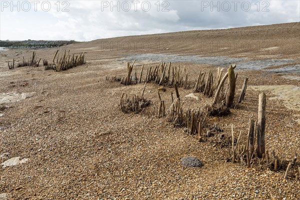 Wooden posts revealed at low tide low beach shingle levels, Bawdsey, Suffolk, England, UK possibly old coastal defences