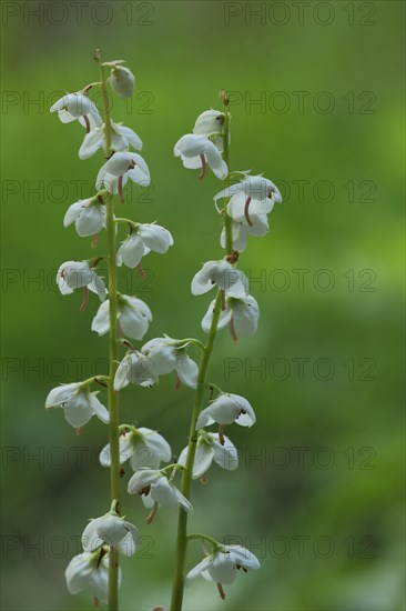 Round-leaved wintergreen (Pyrola rotundifolia), Kleinsassen, Hesse, Rhoen, Germany, Europe