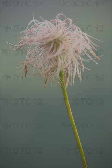 Fruit of an alpine pasqueflower (Pulsatilla alpina), filigree, cock's head, Fontanella, Faschina, Vorarlberg, Alps, Austria, Europe