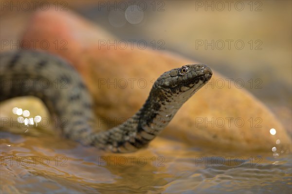 Dice snake (Natrix tessellata), Danube Delta Biosphere Reserve, Romania, Europe